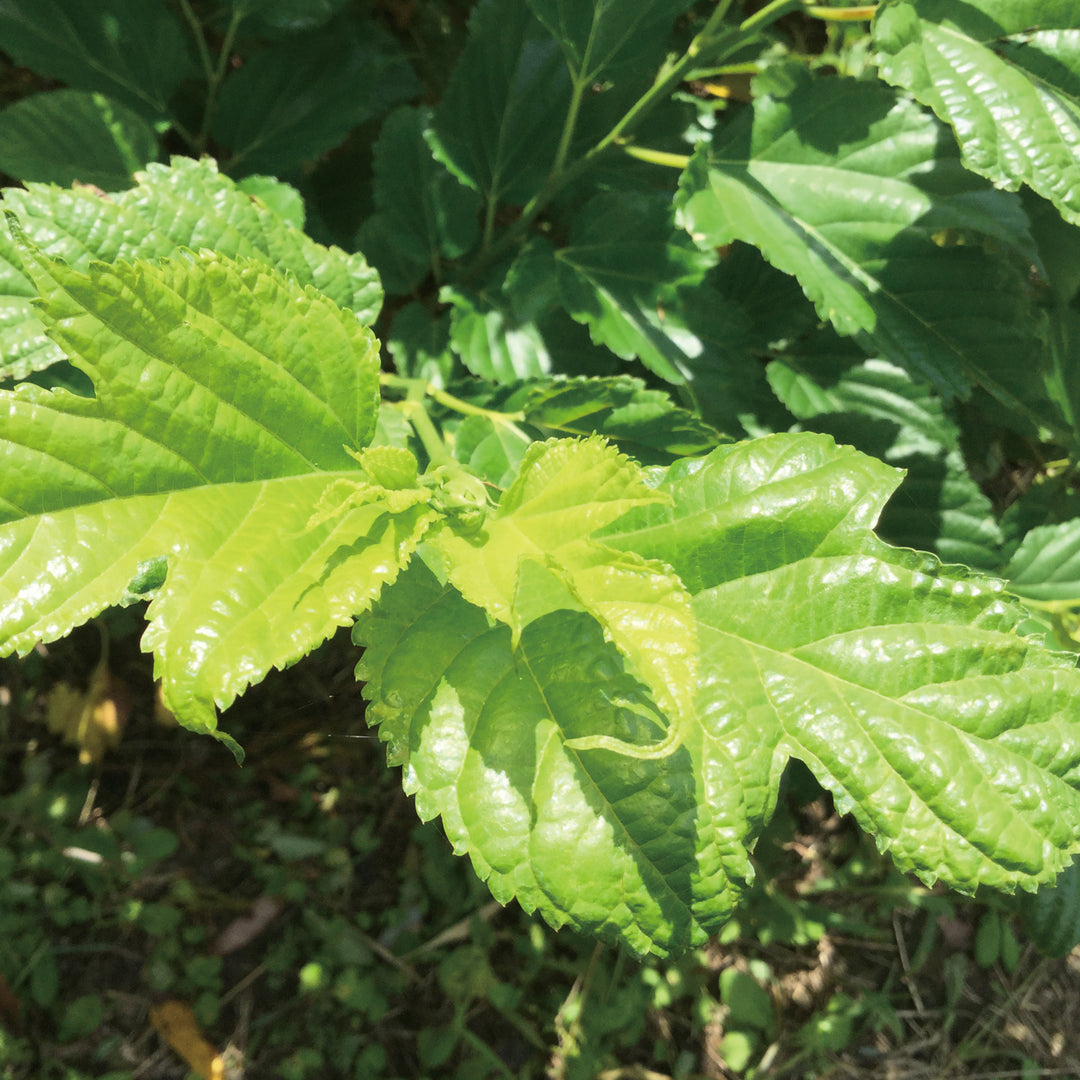 MULBERRY LEAF TEA INDIGESTIBLE DEXTRIN PLUS