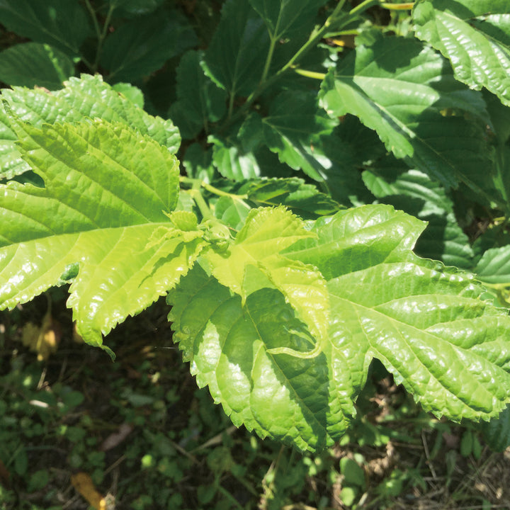 MULBERRY LEAF TEA INDIGESTIBLE DEXTRIN PLUS