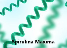 METAX CREAM WET – Phiten